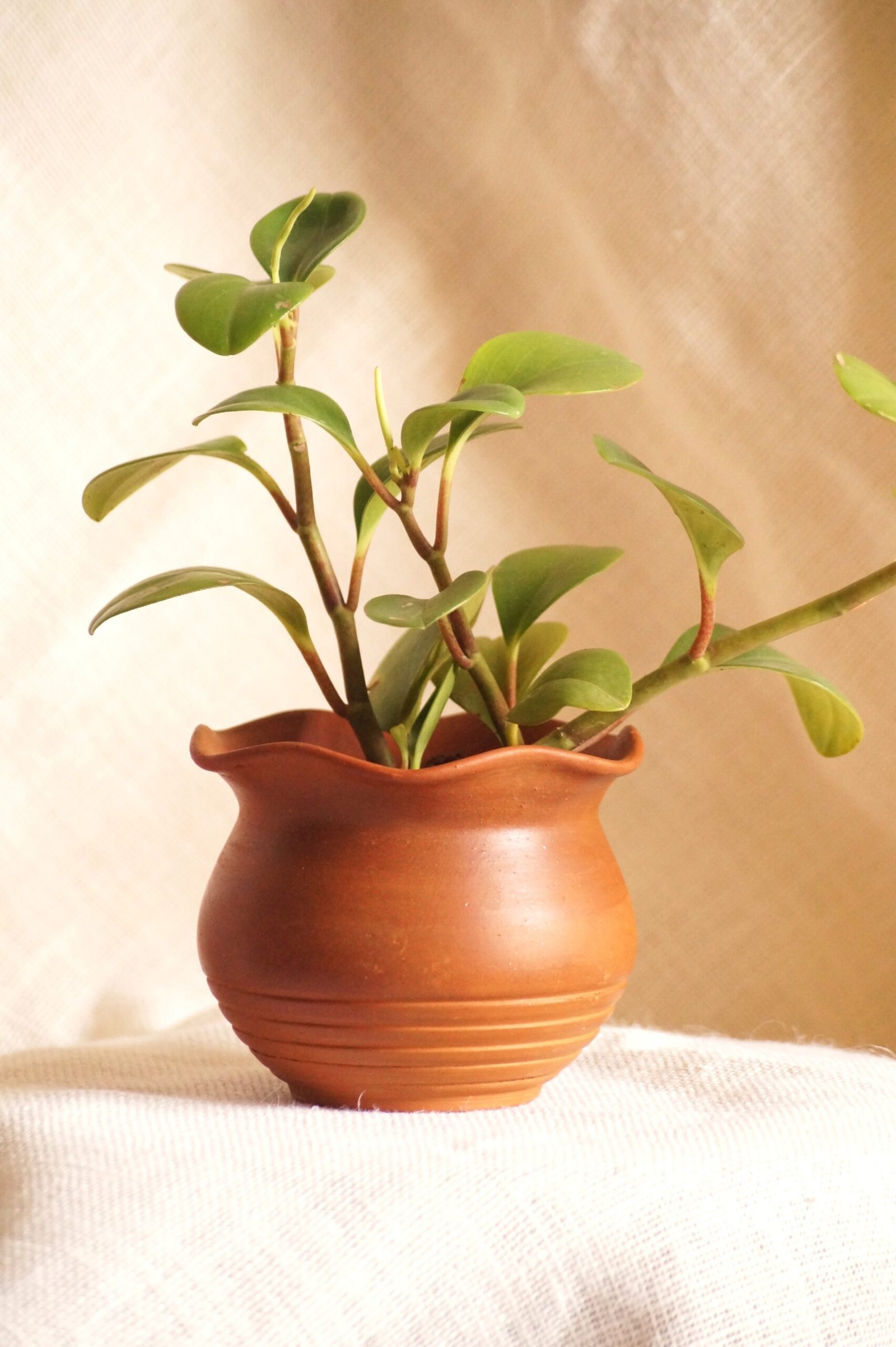 Flower Rim Planter - Image 6